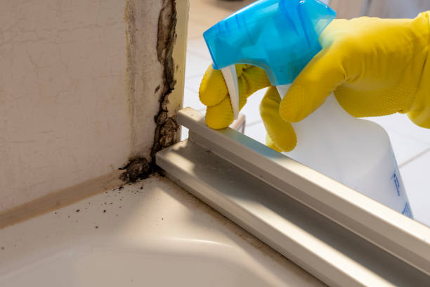 Best Black Mold Removal  in Bethpage, NY