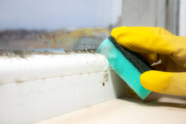 Best Emergency Mold Removal  in Bethpage, NY