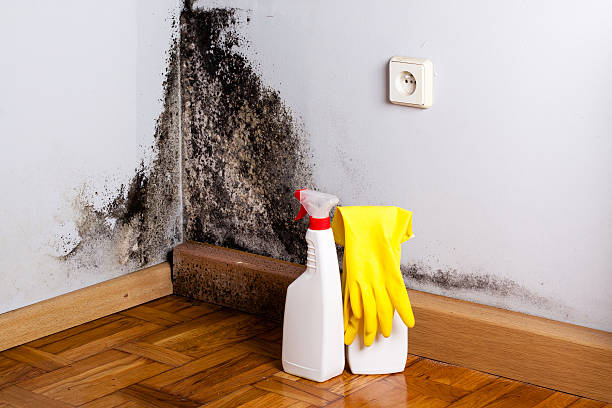 Mold Removal Process in Bethpage, NY
