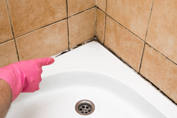 Best Mold Testing  in Bethpage, NY